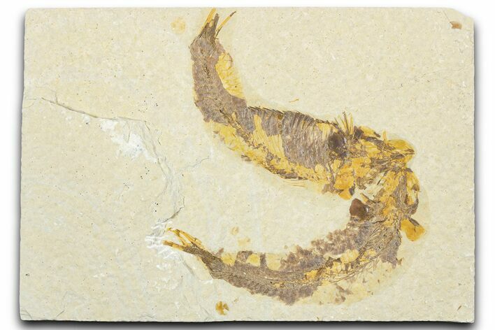 Pair Of Fossil Fish (Knightia) - Wyoming #331045